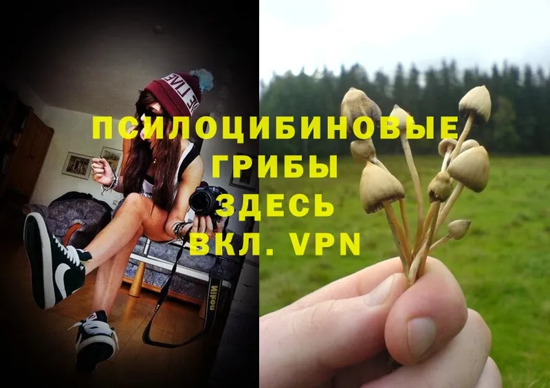 закладка  Бокситогорск  Псилоцибиновые грибы Psilocybe 